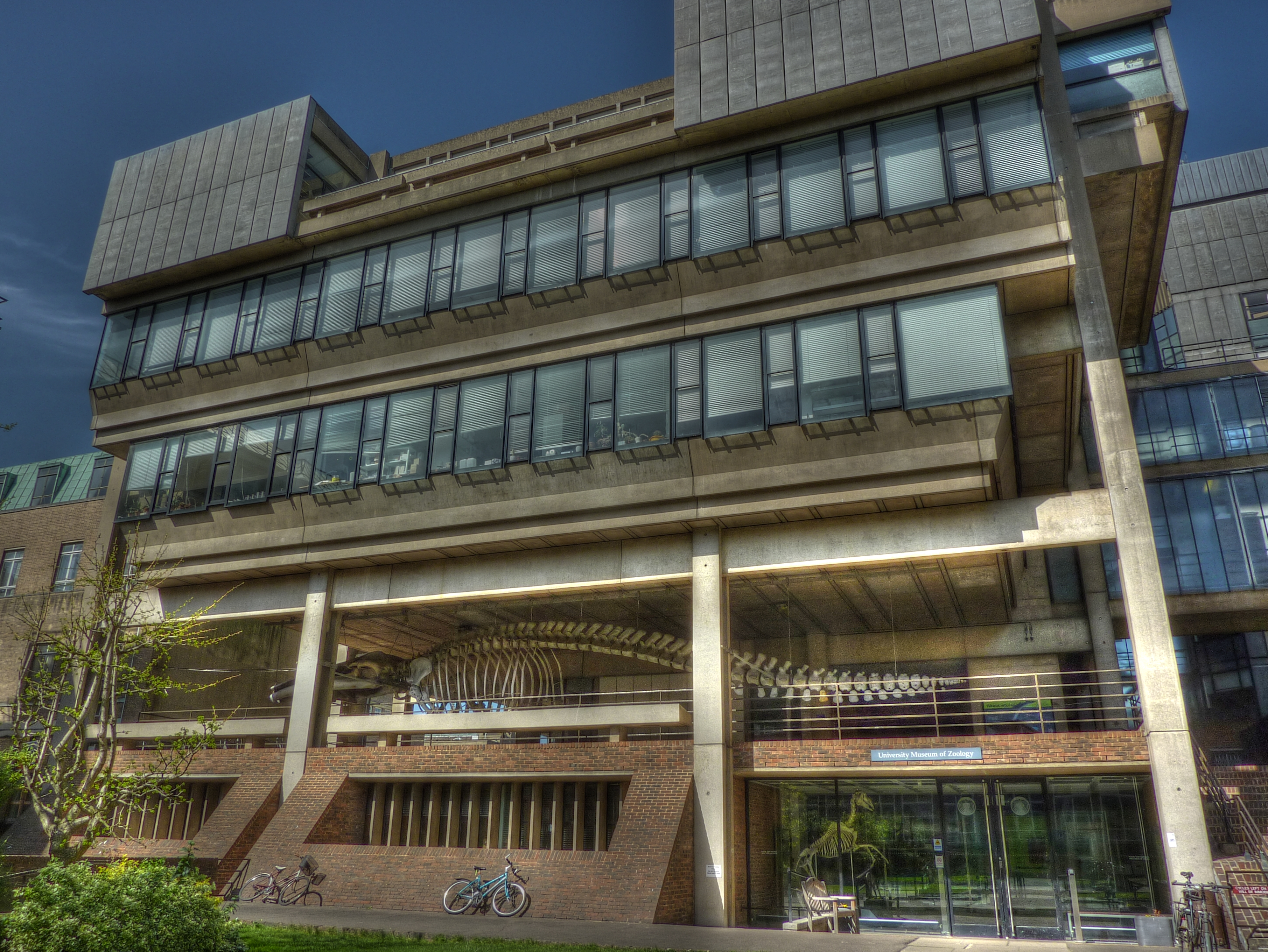 University Museum Of Zoology