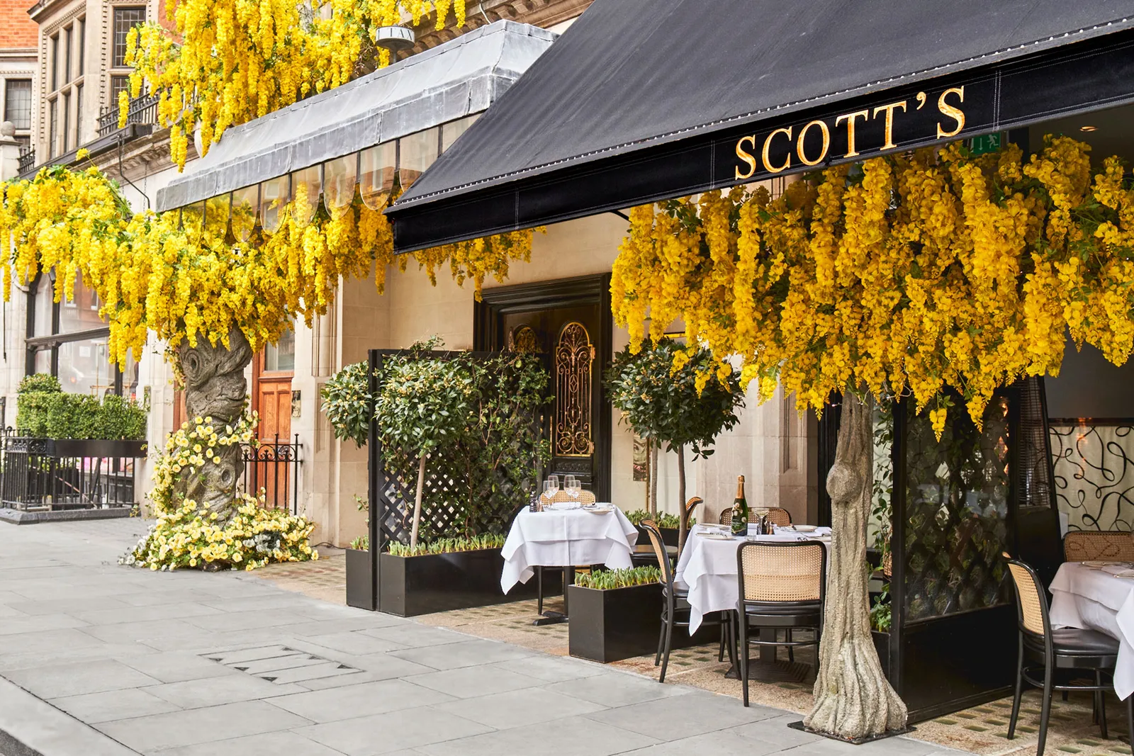 Scott's