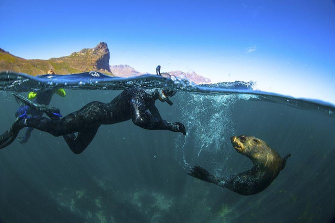 Animal Ocean Seal Snorkeling